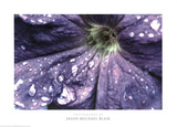 Jason Michael Blair Petunia Photo Art Print Poster Prints