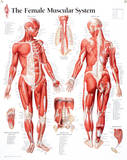 Laminated Muscular System Female Educational Chart Poster Posters