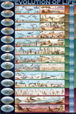 Laminated Evolution of Life Educational Poster Poster
