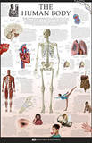 The Human Body Dorling Kindersley Educational Poster Print Prints