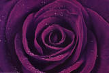 Purple Rose Close-Up Art Print Poster Prints
