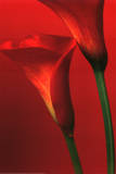 Calla Lillies (Red) Art Poster Print Posters