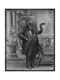 Hortence J. Pacadorf (l'éléphante) Reproduction procédé giclée Premium par Grand Ole Bestiary 
