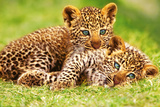 Cheetah Cubs in Grass Art Print Poster Prints