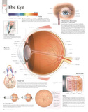 Laminated The Eye Educational Chart Poster Photo