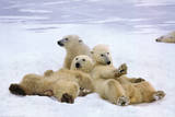 Polar Bear (Playtime) Art Poster Print Posters