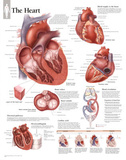 The Heart Educational Chart Poster Posters