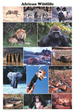 Laminated African Wildlife Educational Animal Chart Poster Posters