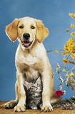 Mr Big & Mrs Little (Dog & Cat) Art Poster Print Posters