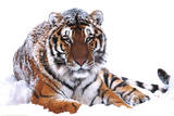 Siberian Tiger (In Snow) Art Poster Print Posters