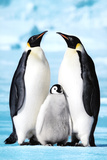 Penguin Family Art Print Poster Prints