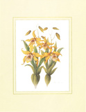 Orchids Posters by Rob Pohl