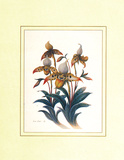 Orchids Prints by Rob Pohl