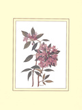 Rhododendron Posters by Rob Pohl