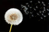 Dandelion Dream Poster