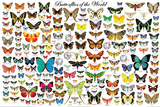 Butterflies of the World Poster