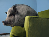 A Miniature Vietnamese Potbellied Pig Living As a Pet Photographic Print by Vincent J. Musi