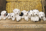 Togetherness Photo