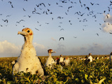 Frigatebird Chicks Await Circling Adults on Rawaki Island Photographic Print by Brian J. Skerry