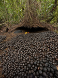A Carpet of Acorns Leads to a Vogelkop's Bower Photographic Print by Tim Laman