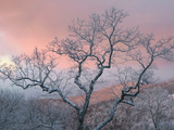 A Pink Dawn and Frosty Trees in the Blue Ridge Mountains Impressão fotográfica por Amy & Al White & Petteway A Pink Dawn and Frosty Trees in the Blue Ridge Mountains Impressão fotográfica por Amy & Al White & Petteway