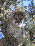 A Mountain Lion, Puma, or Cougar, Felis Concolor, Perched in a Tree Photographic Print by Robbie George