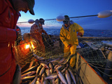 Drift Net Boats Making a Haul of Sockeye Salmon Photographic Print by Michael Melford