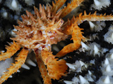 A Juvenile Alaska King Crab Crawls Over a Knobby Sea Star Photographic Print by Brian J. Skerry