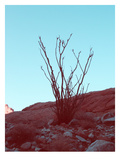 Desert Plant Prints by  NaxArt