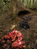 Acorns, Black Fungi and Pandanus Flowers Lead to a Vogelkop's Bower Photographie par Tim Laman