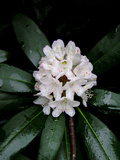 Close Up of a Cluster of Rhododendron Flowers Photographic Print by Amy & Al White & Petteway