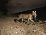 A Bobcat Crosses a Rio Grande Border Wall to Catch a Rat Photographic Print by Joel Sartore