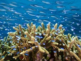 Blue-Green Chromis Take Refuge in a Hard-Coral Thicket Photographie par David Doubilet