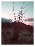 Desert Plants And Sunset Prints by  NaxArt