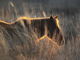 A Wild Chincoteague Pony at Sunset in Golden Sunlight Photographic Print by Robbie George
