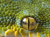 The Eye of a Green Tree Python, Morelia Viridis Photographic Print by Joel Sartore