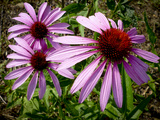 Close Up of a Purple Coneflowers, Echinacea Purpurea Photographie par Amy & Al White & Petteway