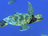 A Green Sea Turtle Swims Through a School of Striped Surgeonfish Photographie par Brian J. Skerry