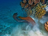 Moray Eels Battle for a Hiding Spot in Challenger Bay Photographie par David Doubilet