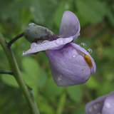 Blue False Indigo Flowers, Baptisia Australis Photographie par Amy & Al White & Petteway