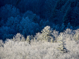 Rime Ice Covered Trees, Some in Sunlight, Some in Shadow Photographie par Amy & Al White & Petteway