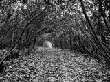A Tunnel Through a Thicket of Rhododendron Shrubs Photographie par Amy & Al White & Petteway