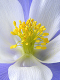 A Colorado Columbine Wildflower, Aquilegia Coerulea Photographic Print by Robbie George