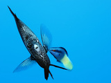 A Wrasse Cleans the Skin of a Wrought Iron Butterflyfish Photographic Print by Brian J. Skerry