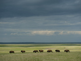 Wild American Bison Roam on a Ranch in South Dakota Photographic Print by Joel Sartore