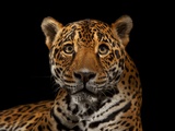 A Captive Jaguar Photographic Print by Vincent J. Musi