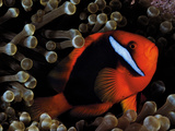 A Tomato Clownfish Floats Among Anemone Tentacles Colored By Algae Photographic Print by David Doubilet