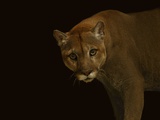 A Captive Puma Photographic Print by Vincent J. Musi