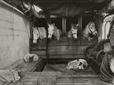 Siberian Dogs and Manchurian Ponies on Scott's Ship Photographic Print by Herbert Ponting