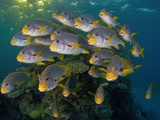 Currents in Challenger Bay Push and Pull Diagonal-Banded Sweetlips Photographic Print by David Doubilet